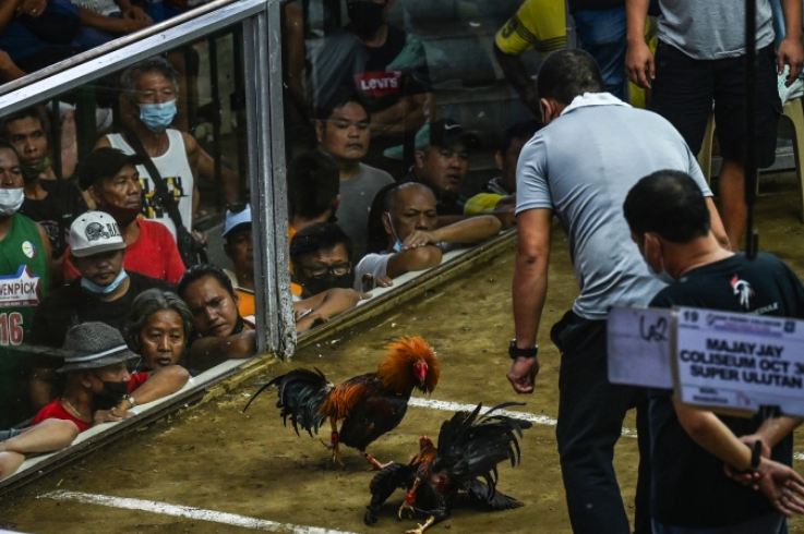 Một trận đá gà ở tỉnh Laguna, Philippines hồi năm 2022. Ảnh: AFP
