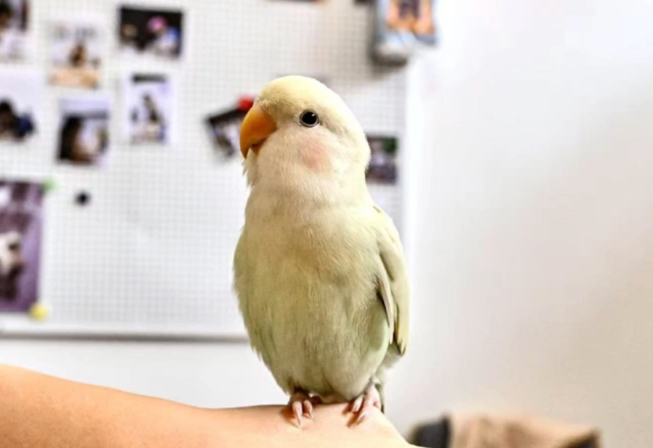 Chú vẹt của Huang Mingyu. Ảnh: Sixth Tone