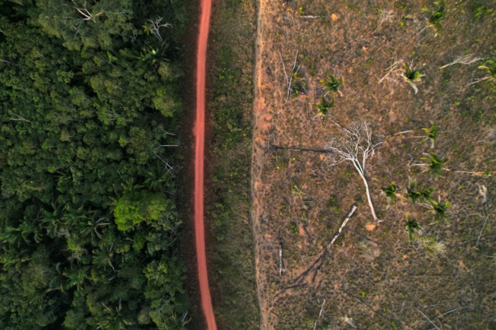 Cây tại vùng đất bản địa Kaxarari tại rừng Amazon bị đốn hạ ở Porto Velho, Brazil, ngày 12/8/2024. Ảnh: Reuters