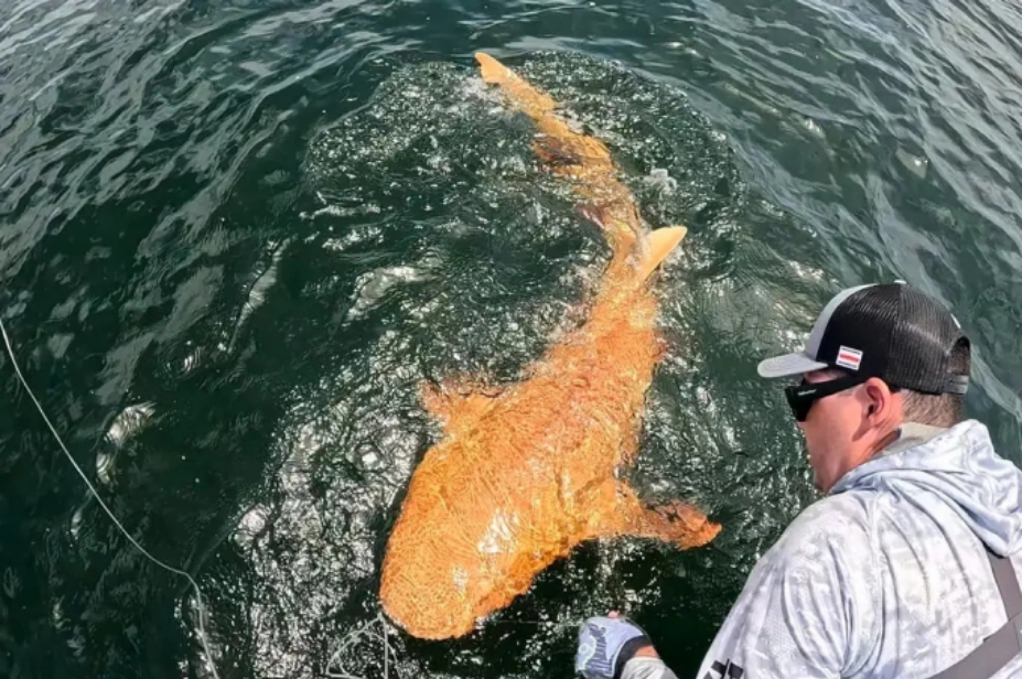Con cá mập y tá màu cam cắn câu ngoài khơi Costa Rica hồi năm 2024. Ảnh: WP