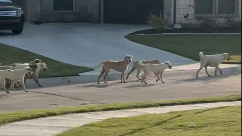 Chó hoang tuần hành trên đường phố Godley, hạt Johnson, bang Texas. Ảnh: NBC News