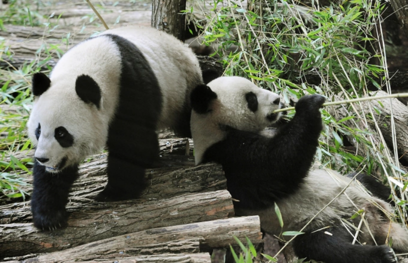 Huan Huan và Yuan Zi tại vườn thú Beauval, miền trung Pháp tháng 1/2012. Ảnh: AFP