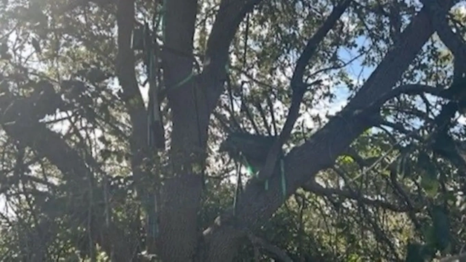 Điểm ngắm bắn đáng ngờ bị Sở Mật vụ phát hiện. Ảnh: Sở Mật vụ Mỹ