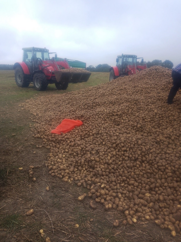 Rất đông người dân ở vùng Podkarpacie, Ba Lan mang xe đến lấy khoai tây, hôm 11/10. Ảnh: Nowiny24