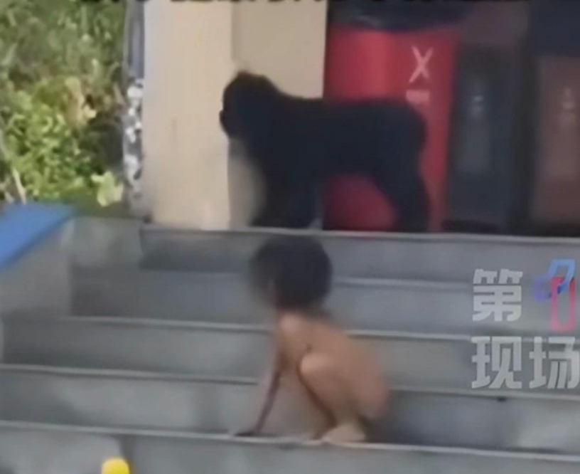 Hình ảnh cậu bé 3 tuổi không được mặc quần áo, tranh giành đồ chơi với thú cưng ngoài đường, tại huyện Nam Giản, tỉnh Vân Nam, giữa thág 10/2025. Ảnh: 163.com