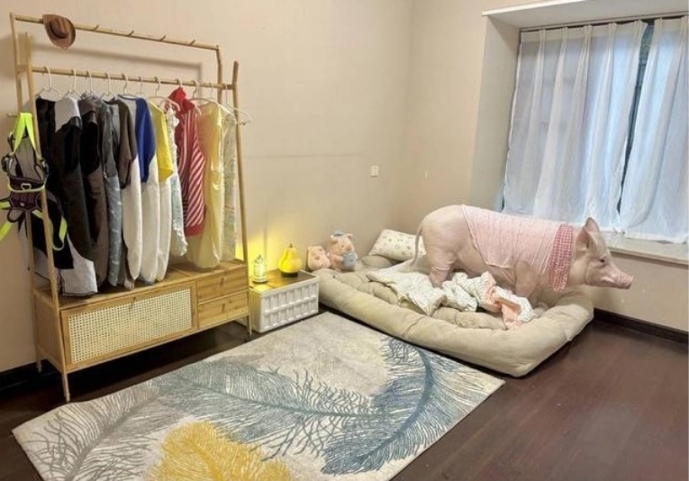 Phòng ngủ của Heo chân hoa với quần áo được đặt may và nhà tắm riêng. Ảnh: Cover News