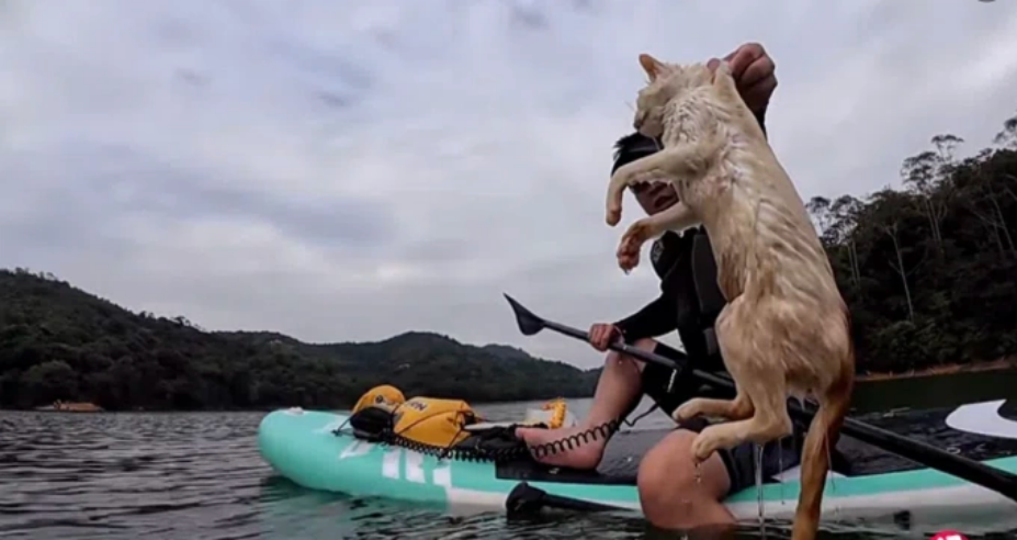 Một nhân viên cứu hộ mèo tại hồ chứa Yingzui, thành phố Thanh Viễn, ngày 1/11. Ảnh: Zaobao