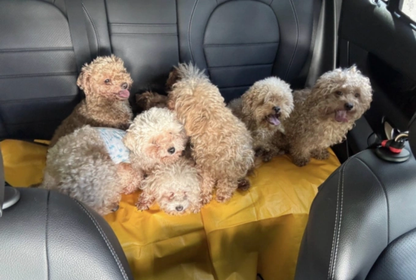 Một số ít các con poodle trong tổng số 79 con vật được bà Moss nuôi tại căn hộ ở Singapore. Ảnh: newswav