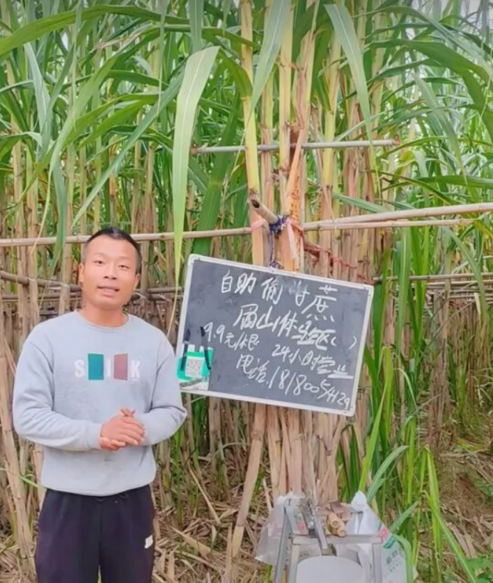Tong Pengfei, chủ vườn mía 10 ha ở Tứ Xuyên nảy ra ý tưởng mời khách vào trộm mía giá 9,9 tệ (35.000 đồng) từ đầu tháng 11/2025. Ảnh: The Paper