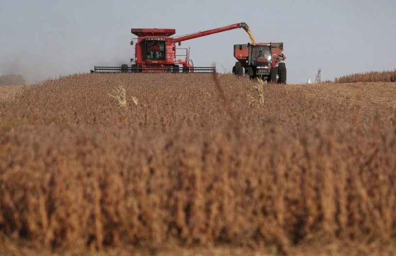 Nông dân thu hoạch đậu nành trên một cánh đồng ở Rippey, bang Iowa tháng 10/2019. Ảnh: AFP