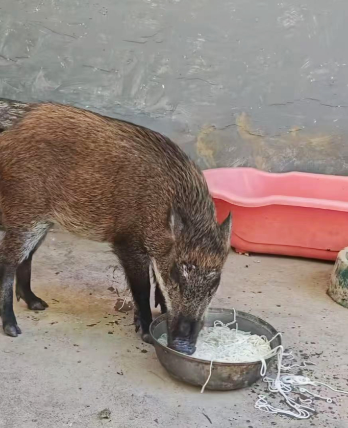 Mì sợi được cho ăn những lần đầu tới nhà anh Lou, ở Quảng Châu. Ảnh: Jimu news