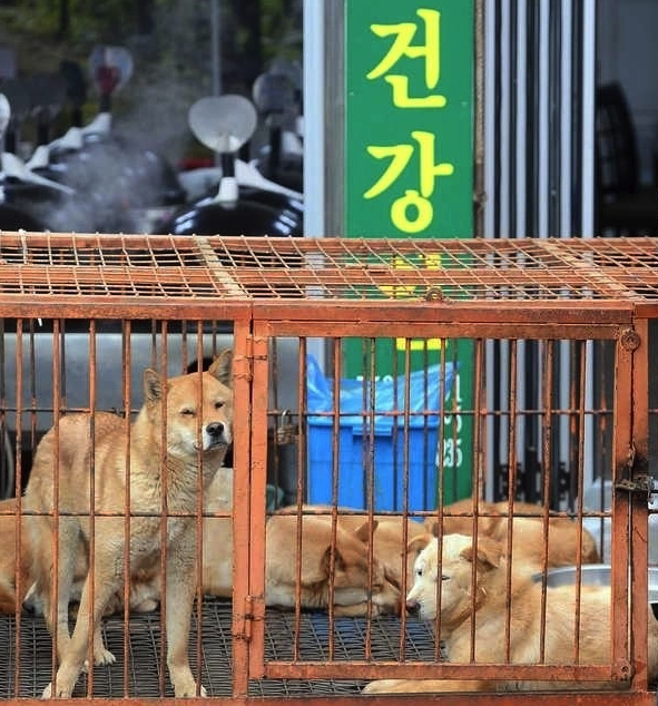 Những chú chó bị nhốt trong lồng tại một nhà hàng thịt chó ở chợ Moran, Seongnam, tỉnh Gyeonggi., năm 2020. Ảnh: Korea Times