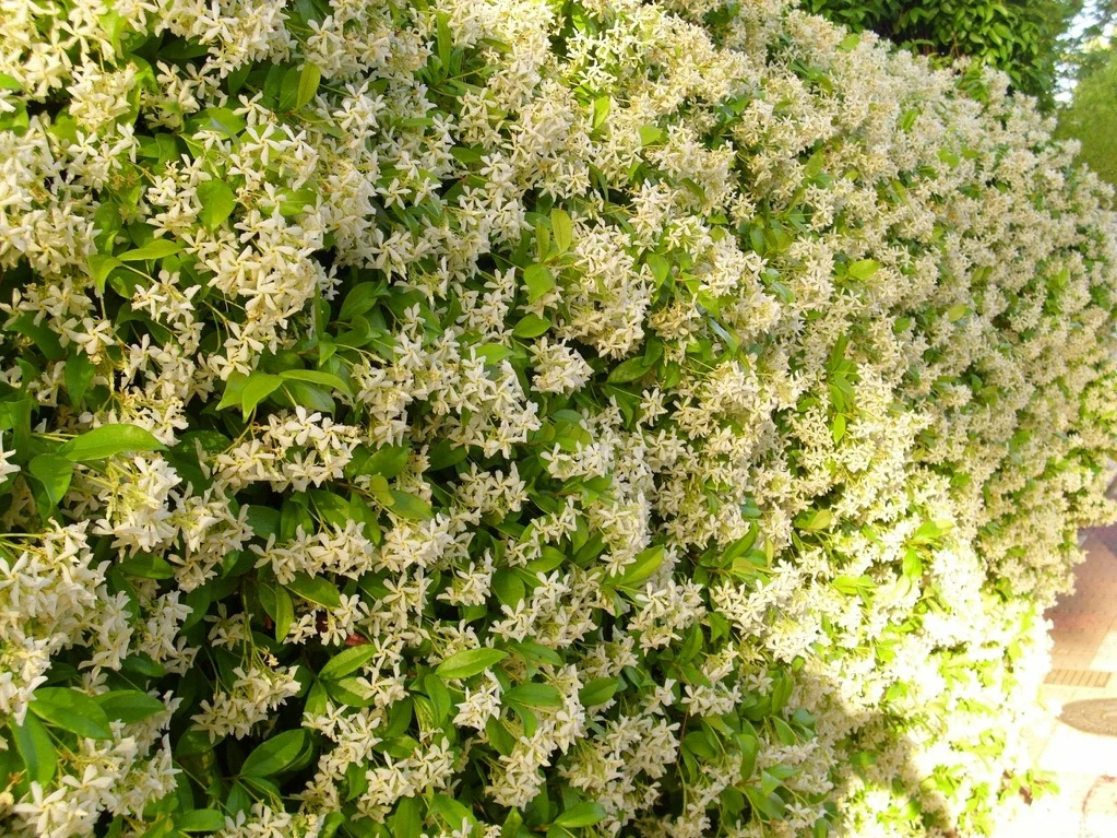 Loài hoa thơm gấp 100 lần mộc hương, nở 240 ngày mỗi năm, cả nghìn bông một lúc, trồng siêu dễ - 1