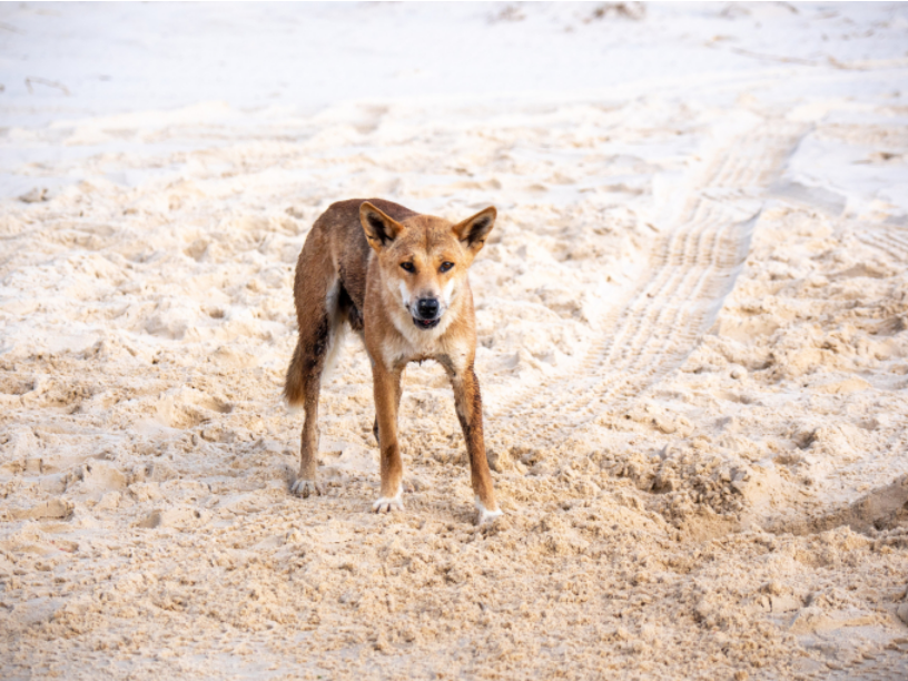 Một con dingo trên đảo Kgari. Ảnh: Queensland