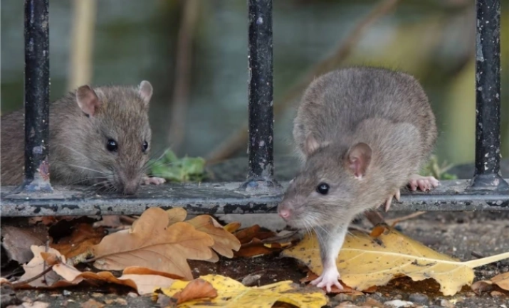 Ảnh minh họa: Nigel Harris