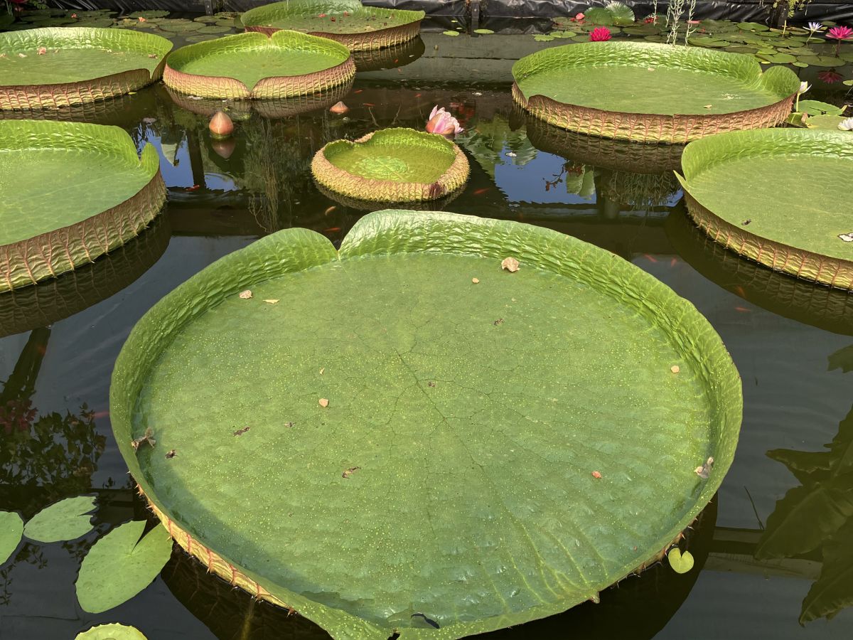 Hoa súng Amazon khổng lồ