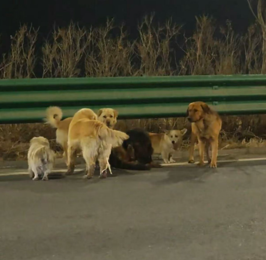 Chú chó chăn cừu Đức bị thương ở chân và được những con chó khác tự động bảo vệ. Ảnh: Douyin