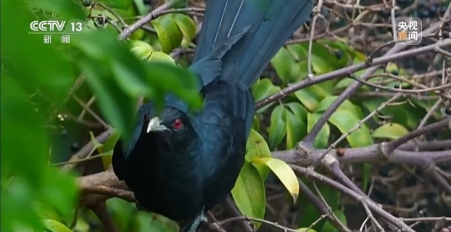 Chim cu gáy lông đen là loài vật được bảo vệ ở Trung Quốc. Ảnh: CCTV