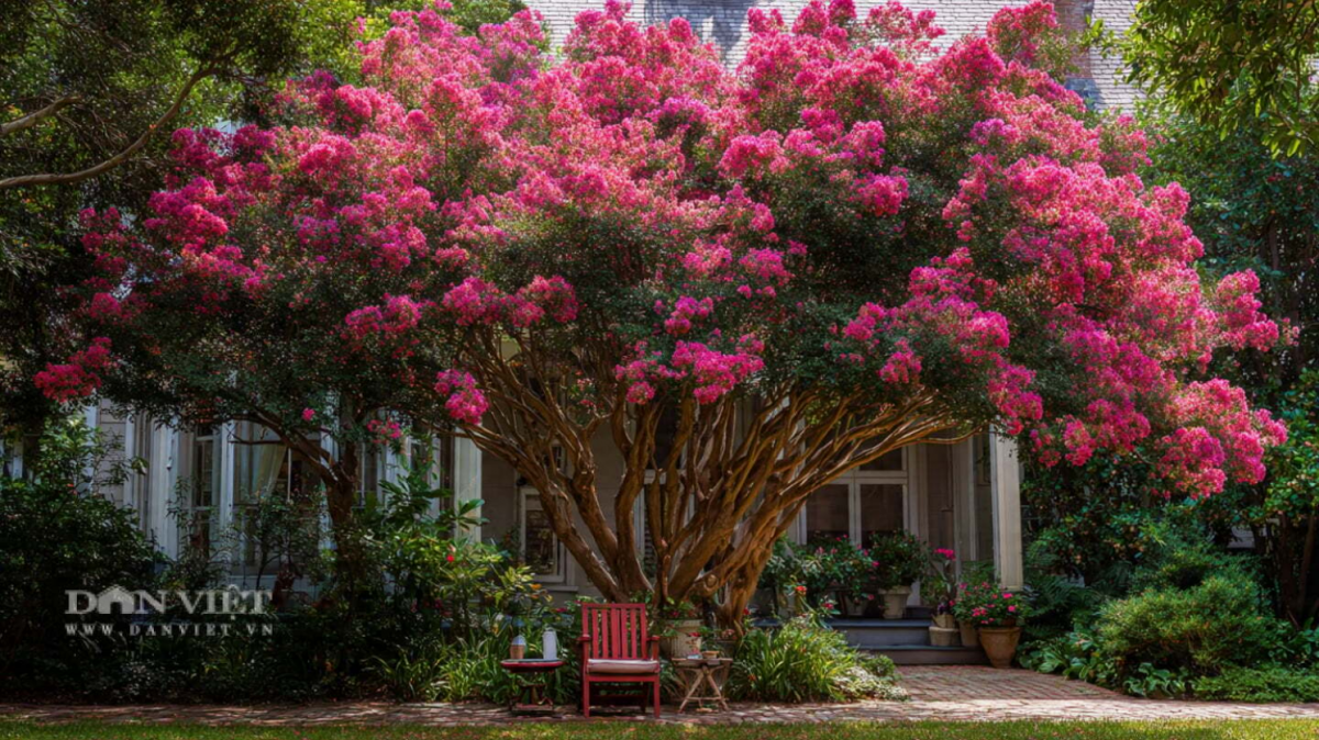 Ngay từ tên gọi, cây cảnh tường vi đã có nghĩa rất tốt lành. Chữ 