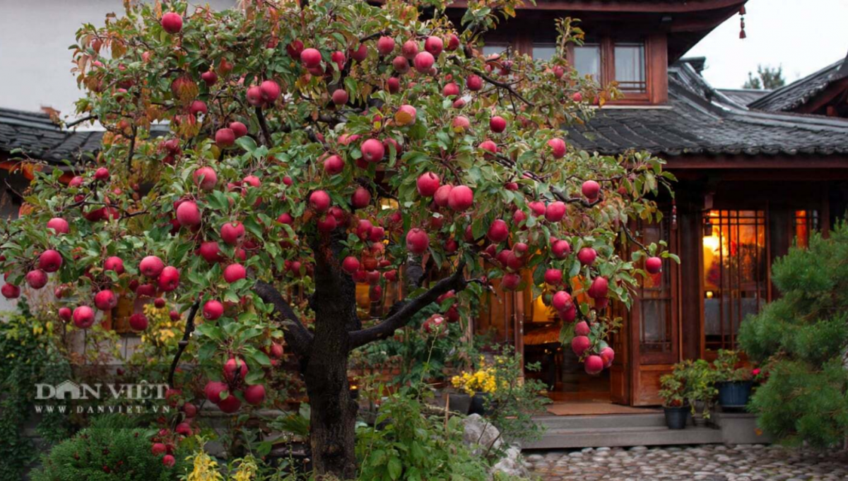Người xưa cho rằng, trồng một cây táo trong nhà tượng trưng cho sự bình an và sức khỏe
