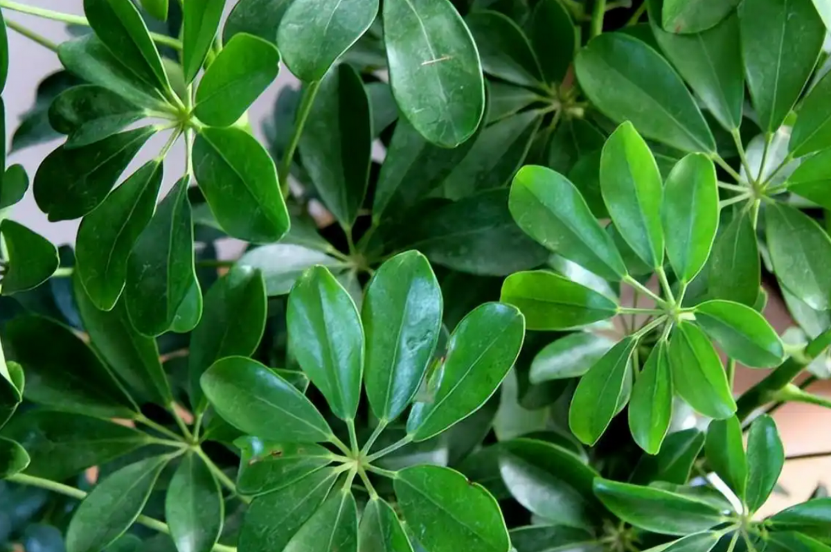  Ngũ gia bì xòe tán như ‘bàn tay hứng lộc’, vừa dễ trồng vừa mang ý nghĩa thu hút tài vận. Ảnh: Baidu