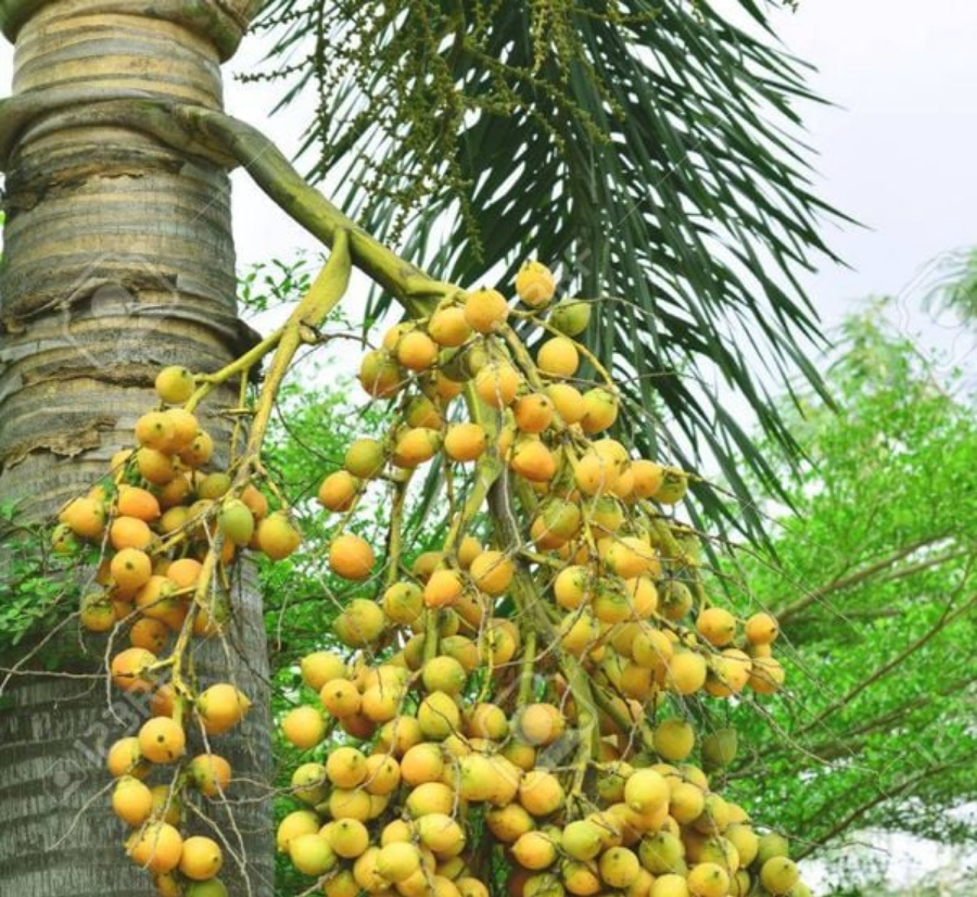 Trồng cau trước nhà theo phong thủy là mang điềm lành cho ngôi nhà của bạn.