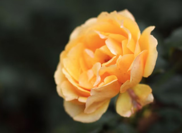 Phần lớn phụ nữ sinh vào ngày mùng 5 Âm lịch gặt hái thành công từ khá sớm. Ảnh minh họa