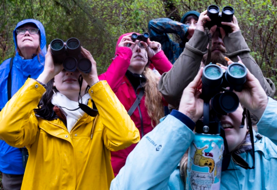 Nhiều người yêu thích ngắm chim hướng ống nhòm về phía một cái cây để tìm kiếm chim gõ kiến trong chuyến đi bộ cùng Hội những người yêu thích ngắm chim Bellingham, ngày 14/4. Ảnh: Cascadiadaily