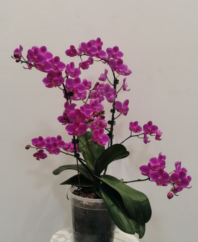 Lan hồ điệp tàn đừng vội bỏ, làm đúng 3 bước đơn giản này, hoa sẽ nở rực rỡ nhiều đợt trong năm - 3