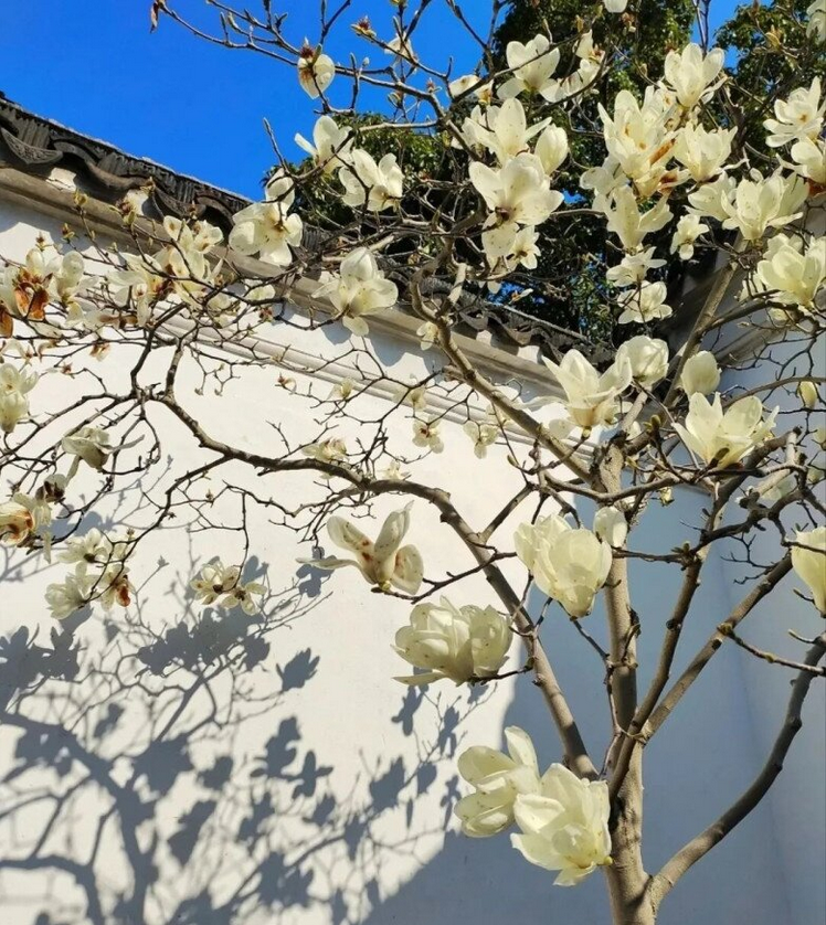 Người xưa nói: “Giàu hay không, nhìn cây trước cửa”, có 1 trong 6 cây này gia đình ngày càng khá giả - 6