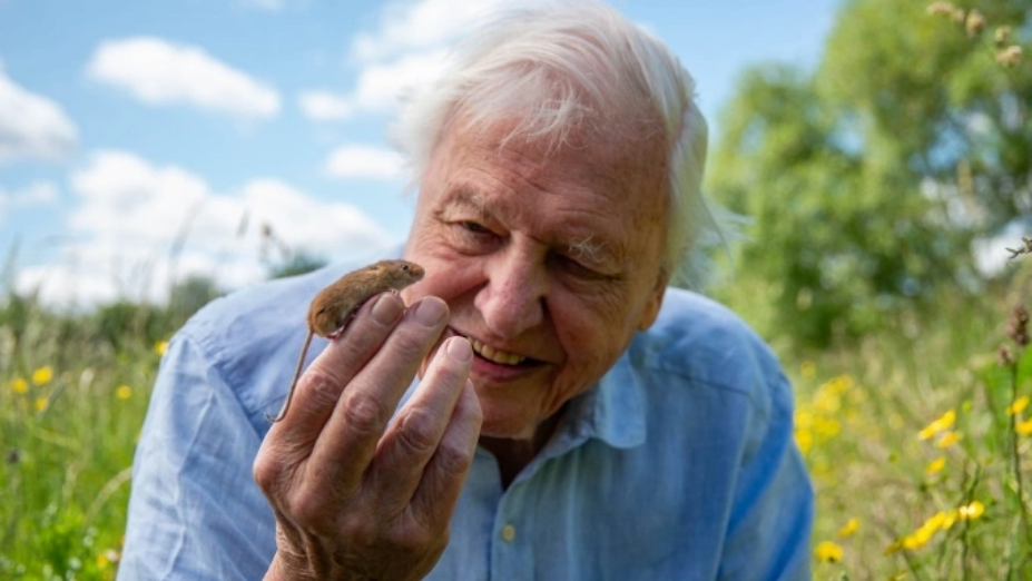 Nhà tự nhiên học người Anh David Attenborough. Ảnh: BBC Earth