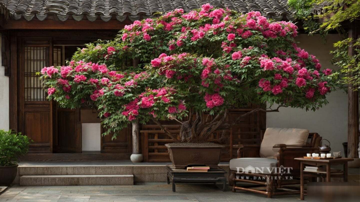Cây cảnh mẫu đơn được người xưa coi là “Vua của các loài hoa”