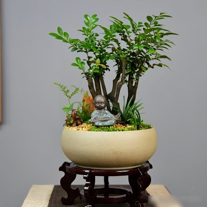 Cây cảnh không phô trương.